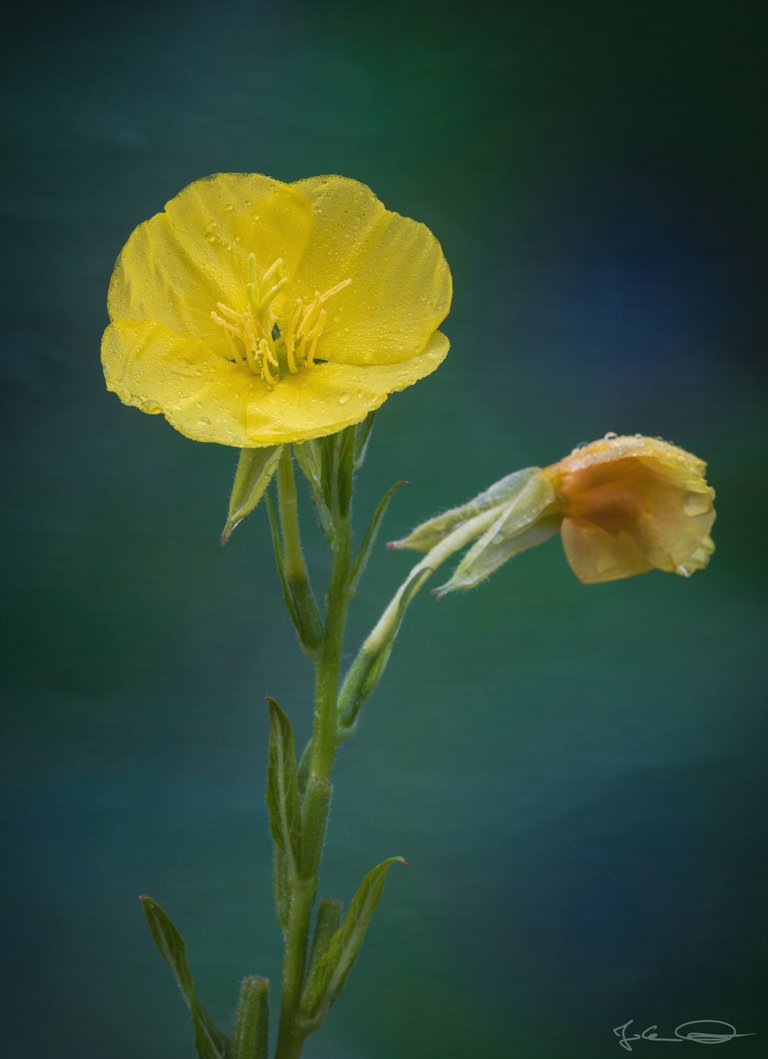 Hive AlphabetHunt Oenothera - Evening Primrose