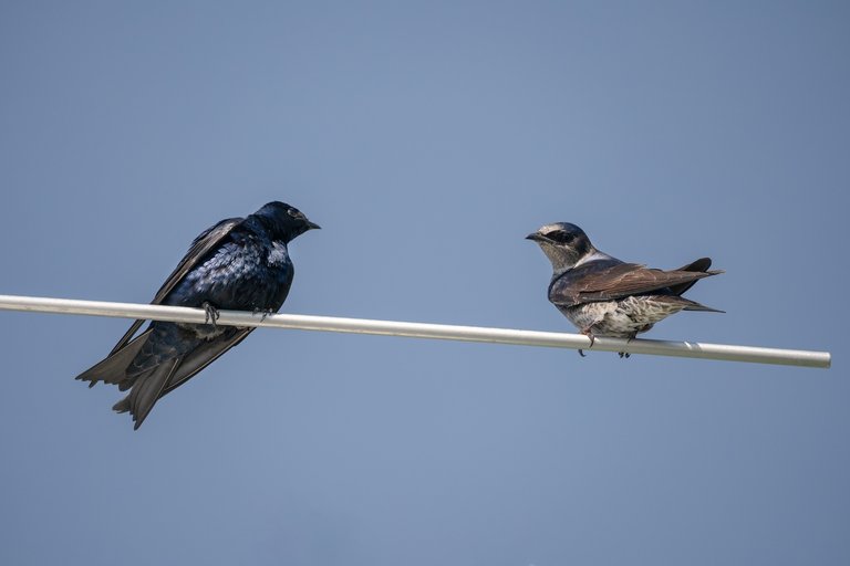 male and female