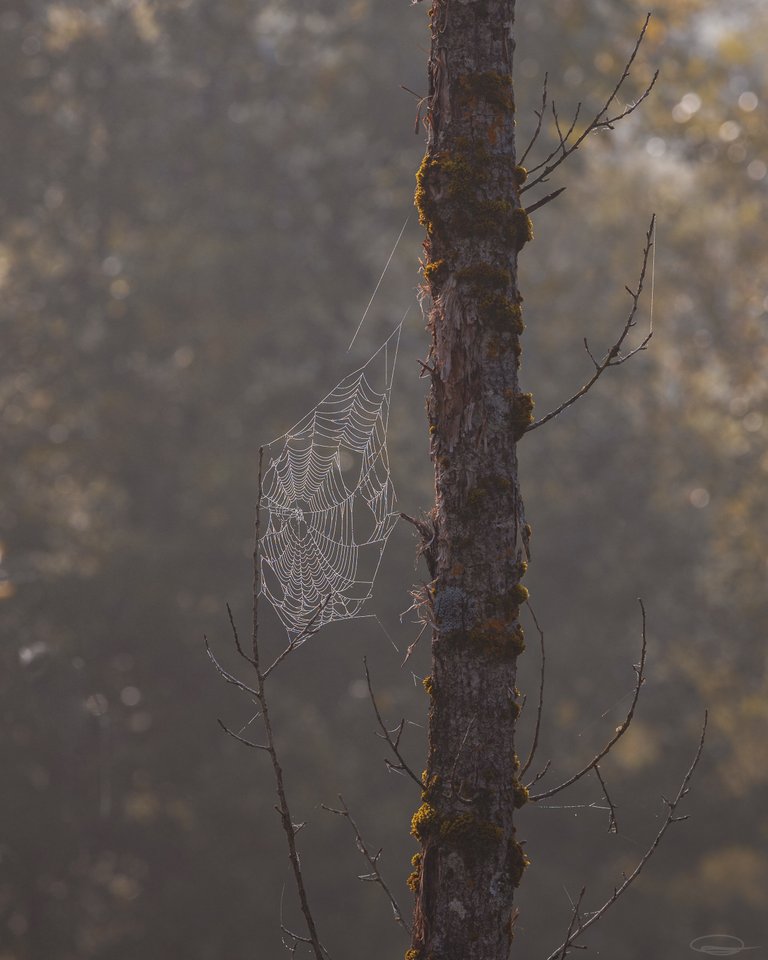 The Leaves are Falling - Autumn is here - Fog and Spider Webs