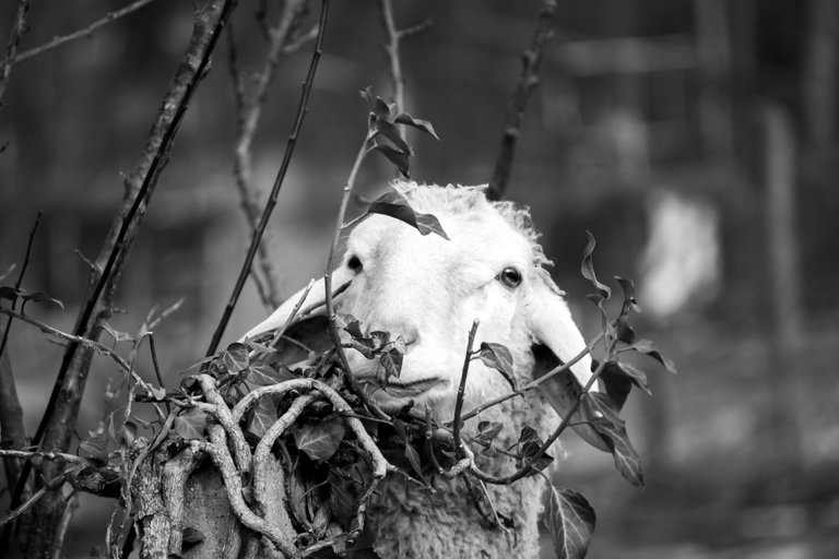 bw_sheep_img_2117_2_.jpg