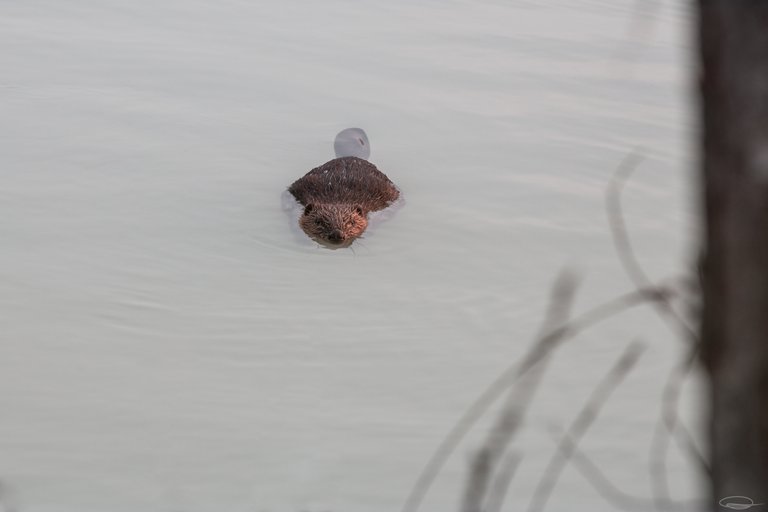 The Beaver | PhotoFeed Theme Contest - Wildlife Photography