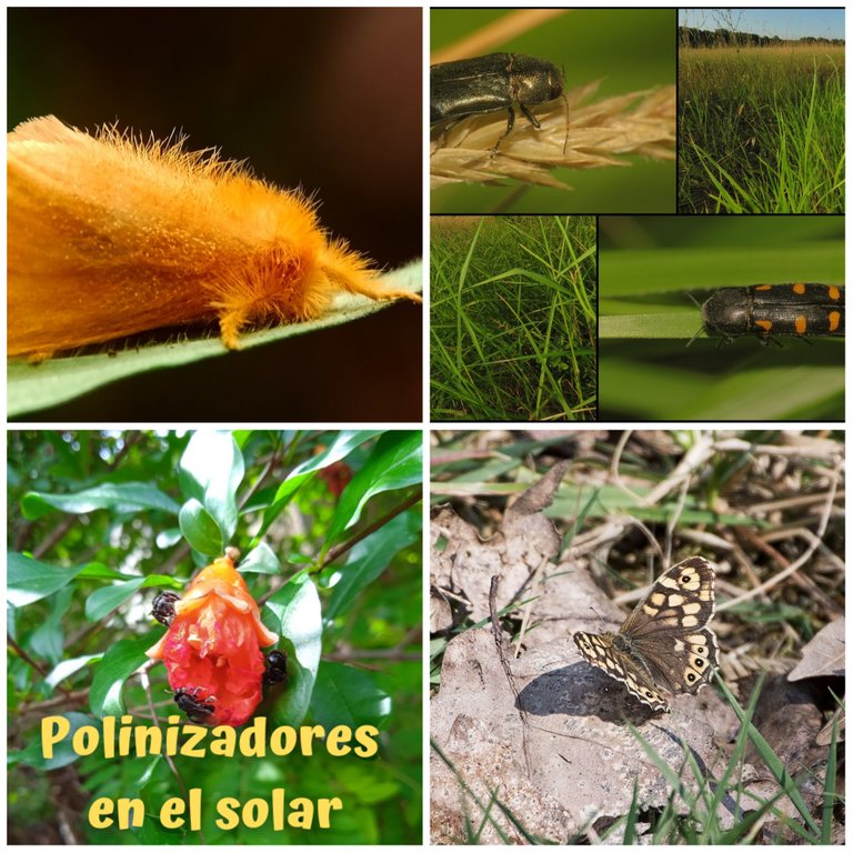 portada_insectos