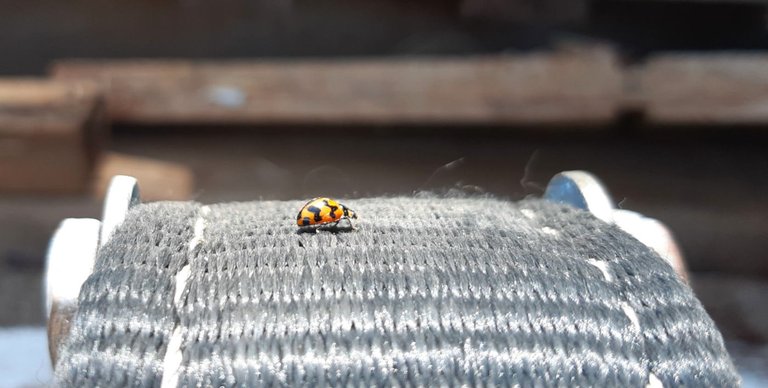 Ladybird on ratchet tiedown