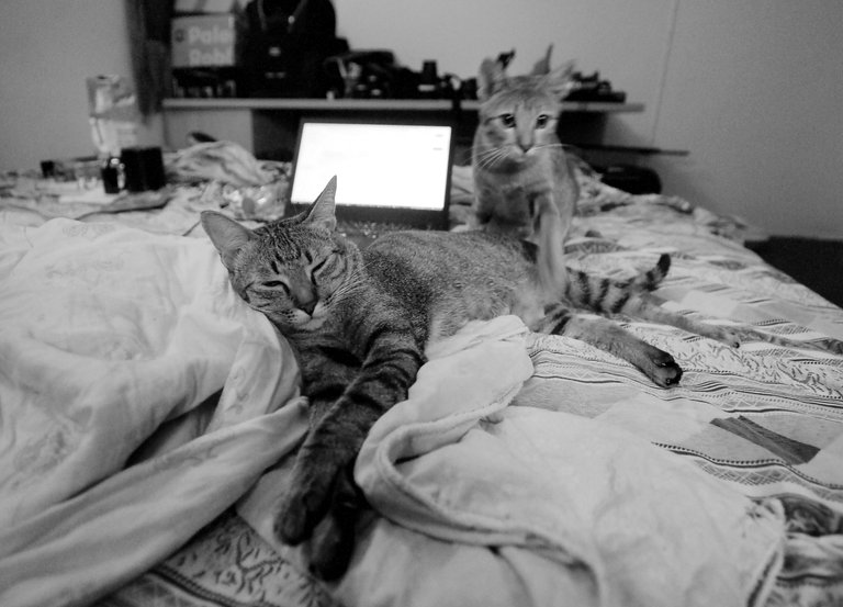 Tiger and Marigold this morning