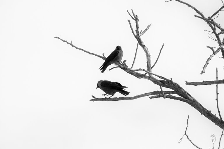 bw_jackdaw_06_2_