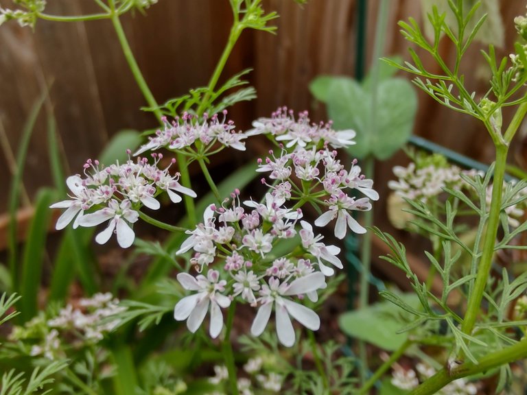 Cilantro flowers 