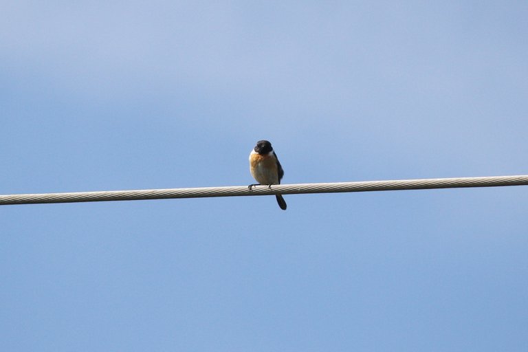 african_stonechat_01.jpg