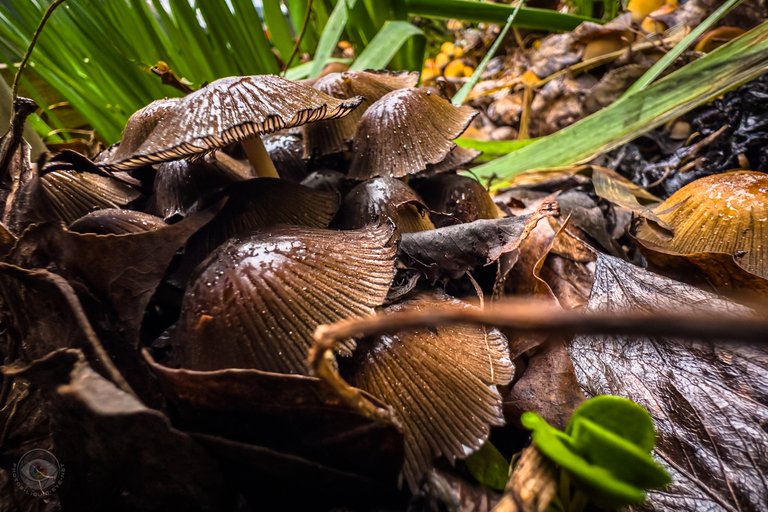 Glistening Inkcap