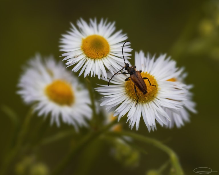 Daisy Flower - Longhorn Beetle (Anastrangalia sanguinolenta)