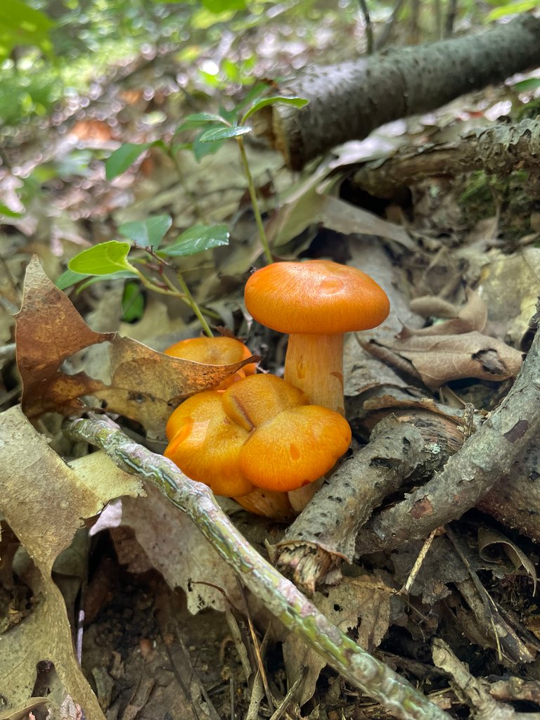 Orange Mushrooms