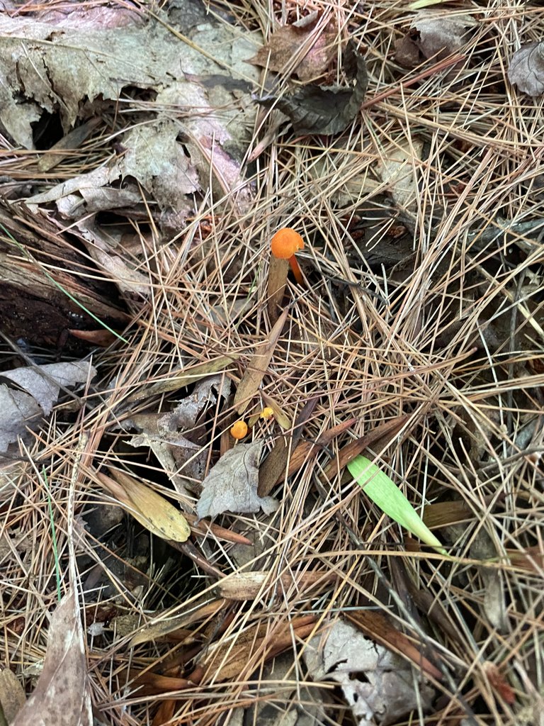 Tiny orange mushrooms in pine needles
