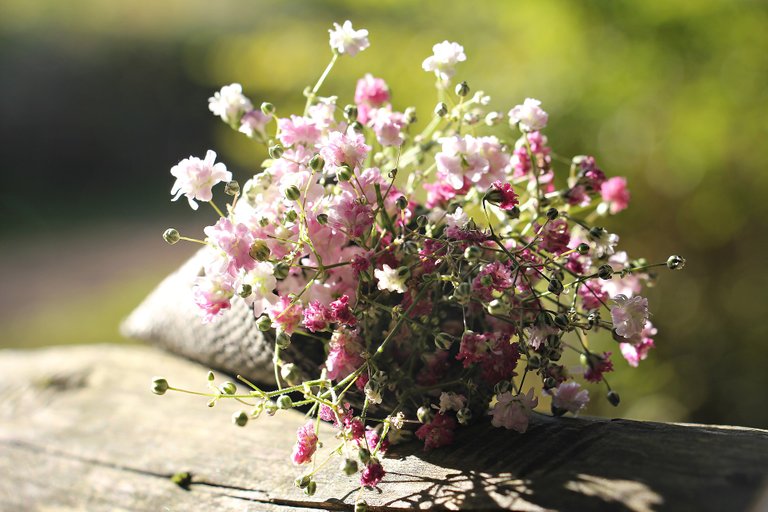 bag_of_gypsophila_g75c913c2c_1920.jpg