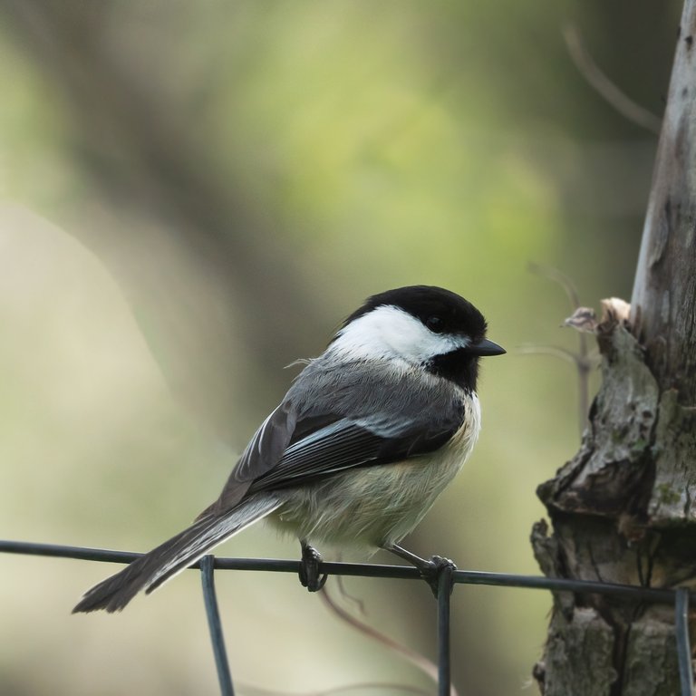 Black-capped Chickadee