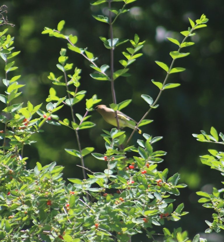 cedar_wax_wing