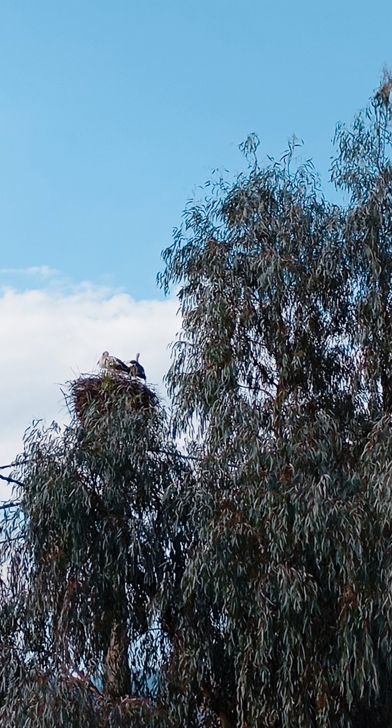 Our storks/ Les Cigognes de chez nous