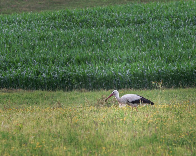 Stork in a Farm Field in Carinthia, Austria