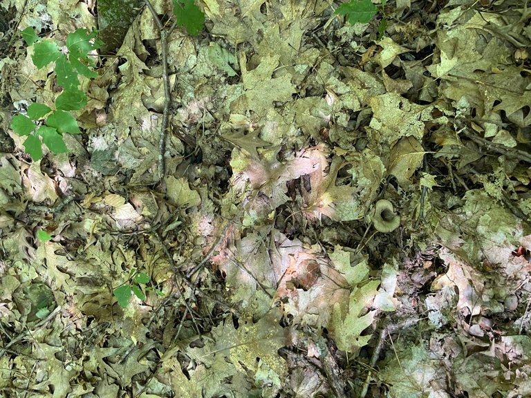 Forest floor