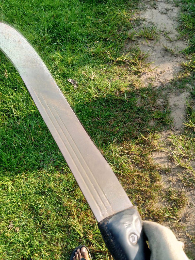 Keeping It Clean: My Saturday Morning Grass-Clearing Experience