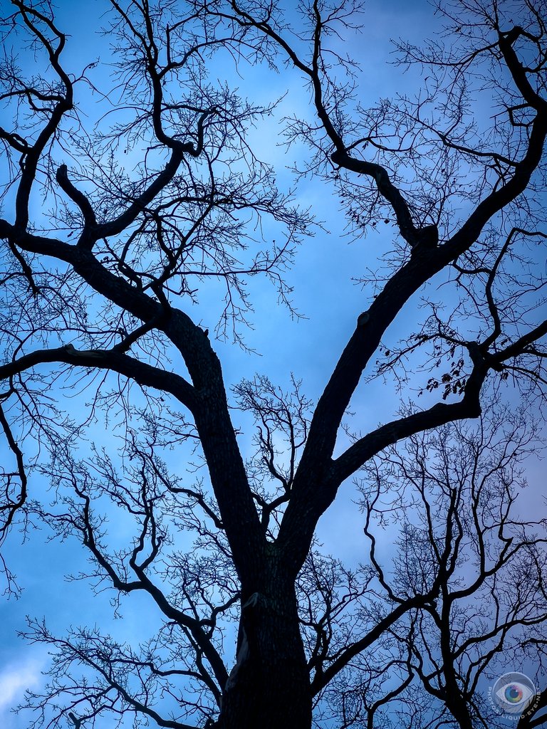 Naked Tree Silhouette