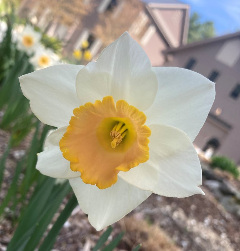 Daffodil