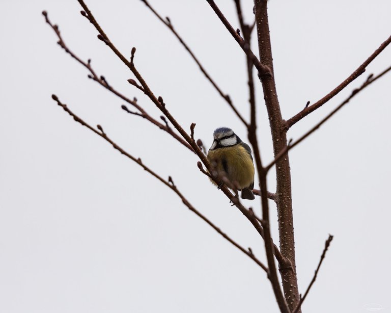 Wildlife Photography: Birds - Blue Tit - Johann Piber