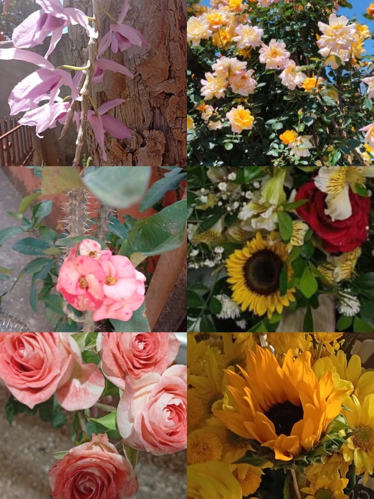 flor1.jpeg