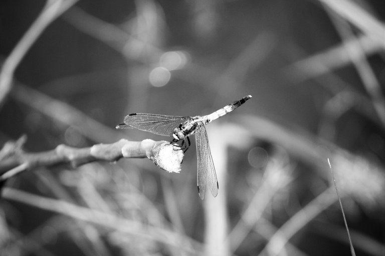 bw_insects_img_1755.jpg