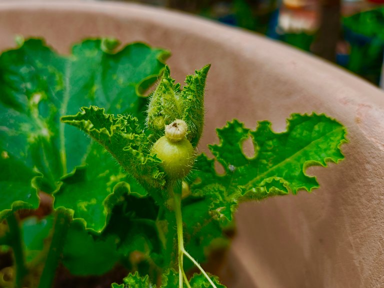 Well, finally just a few days ago I saw these tiny fruits on these plants and like every time, I was overjoyed! :D