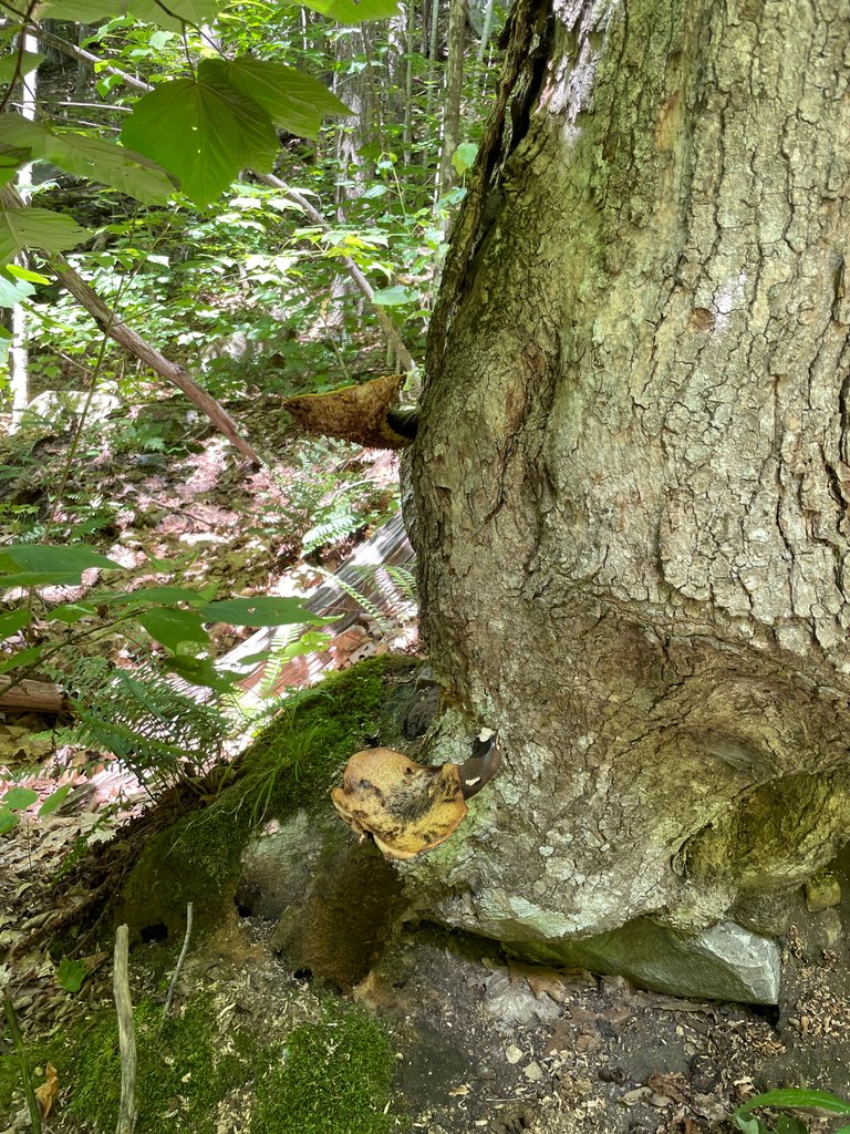 Older shelf mushrooms
