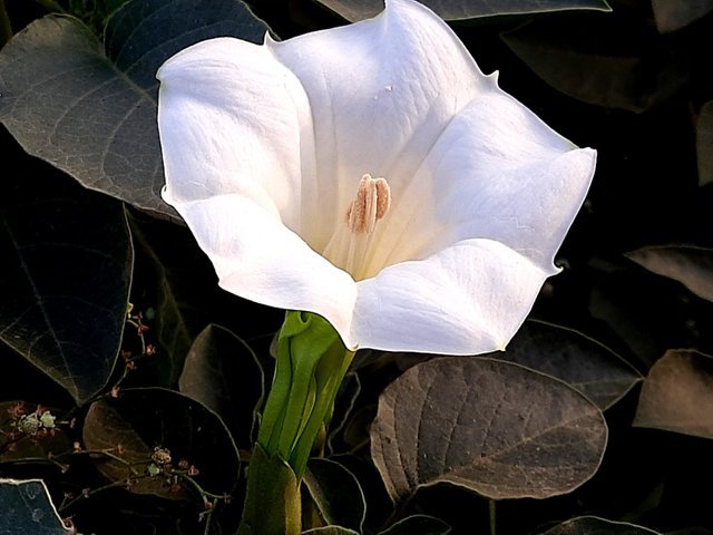 jimsonweed_flower_2