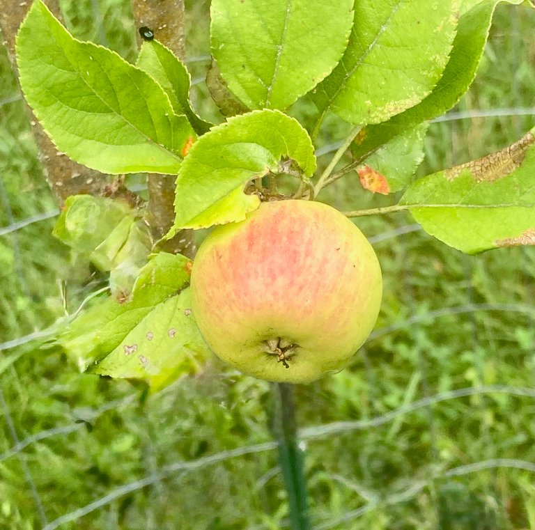 Apple
