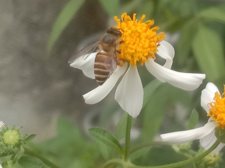 Ligurian Honey Bee