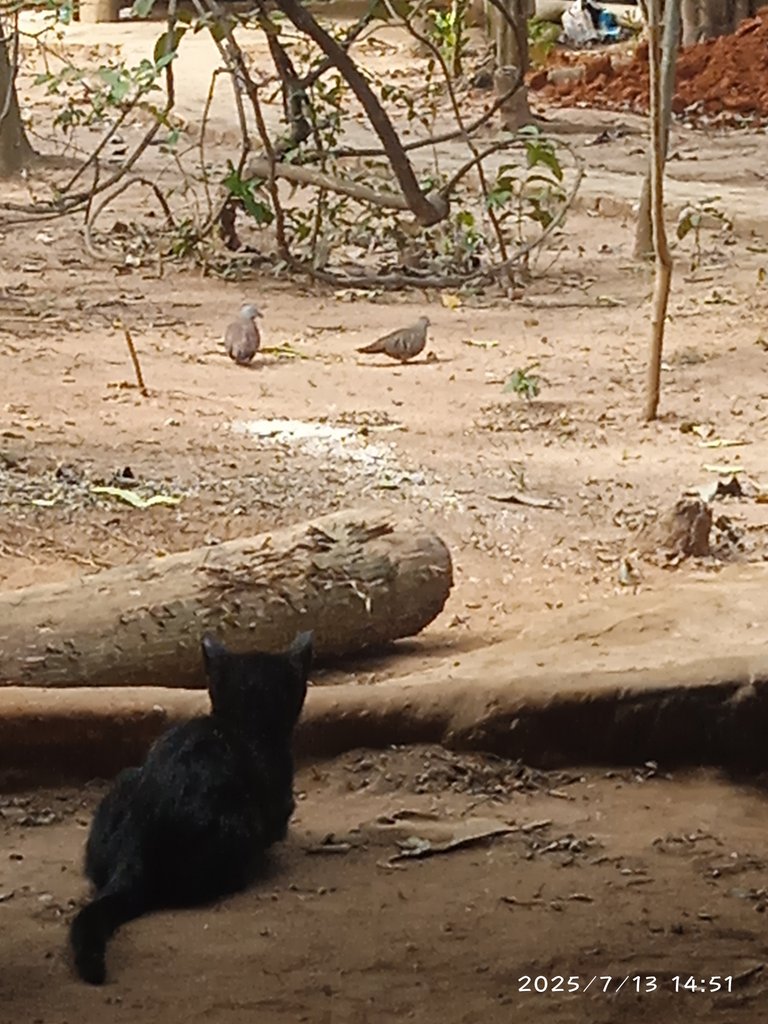 Phone Photography Contest Round #69 - Hunting
