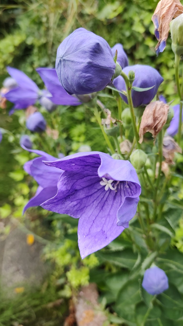 Lila Glocken Blume im Garten 
