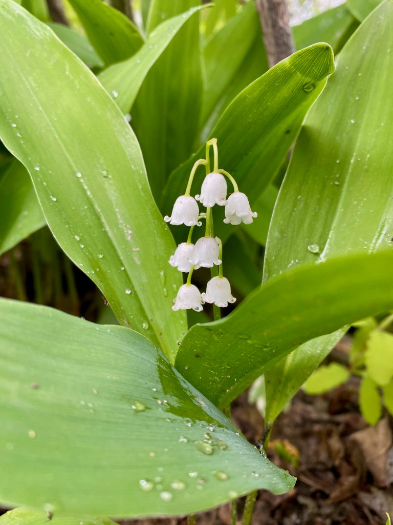 Lily of the valley