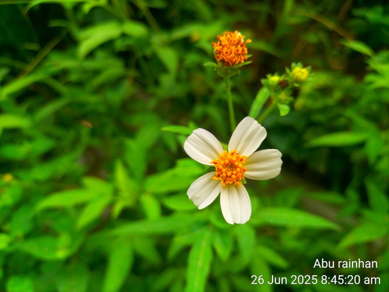 Bidens alba or Bidens pilosa.
