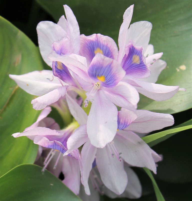 water_hyacinth_2_.jpg
