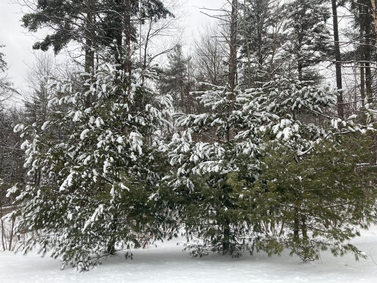 Snow on pines