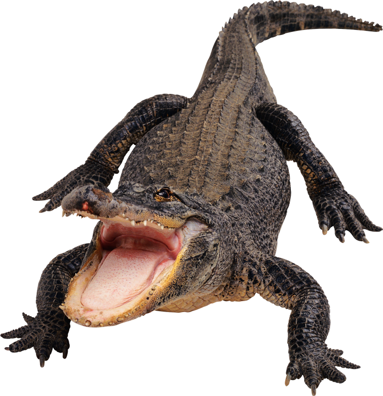 purepng.com_green_crocodilecrocodilealigatorcroccrocodiles.png