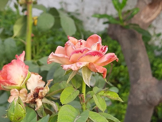 orange_rose_flower_3