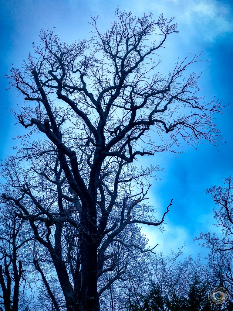 Naked Tree Silhouette