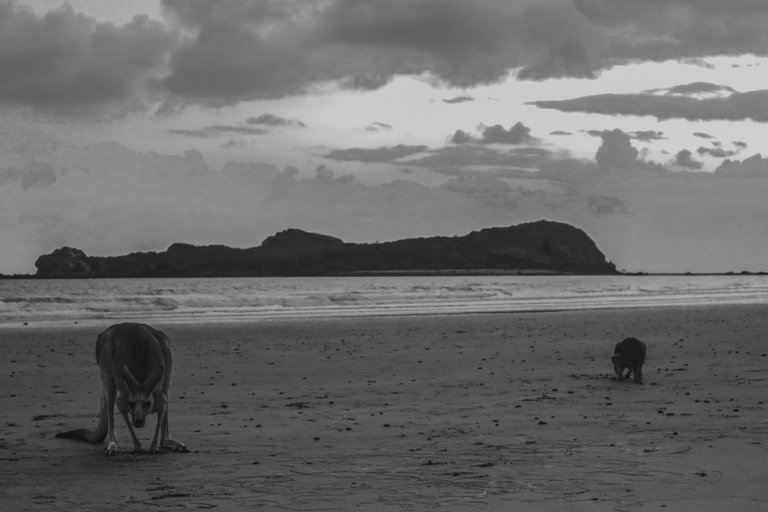 kangaroos_eating_by_the_water_on_the_beach.jpg