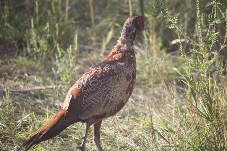 pheasant1.jpg