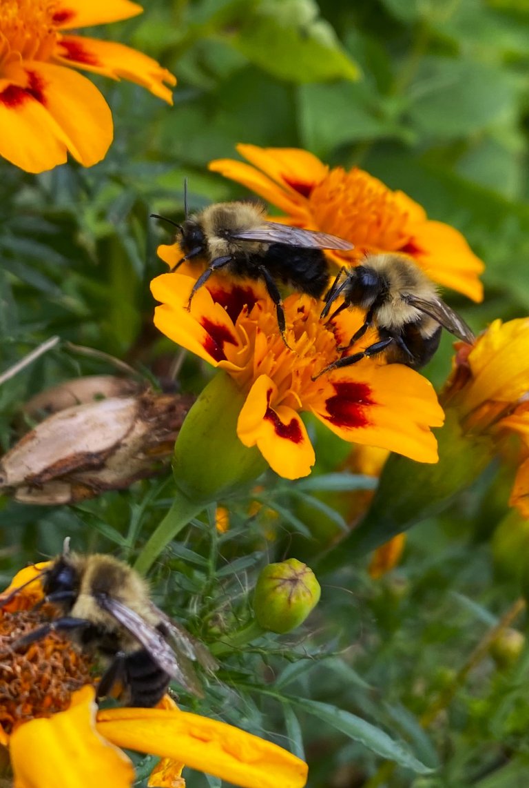 Three bee