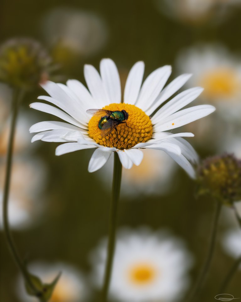 Daisy Flower Fly (Lucilia)