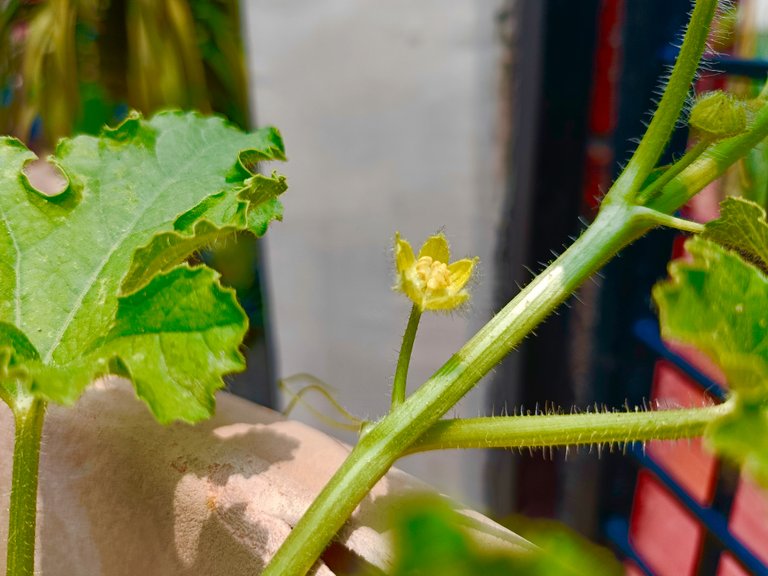 After which the process of flowering started on them very soon. Although according to me this vegetable grows on a vine and before flowering its vine needs to grow up to a few meters, but these plants had grown only a few feet and flowers started blooming on them.