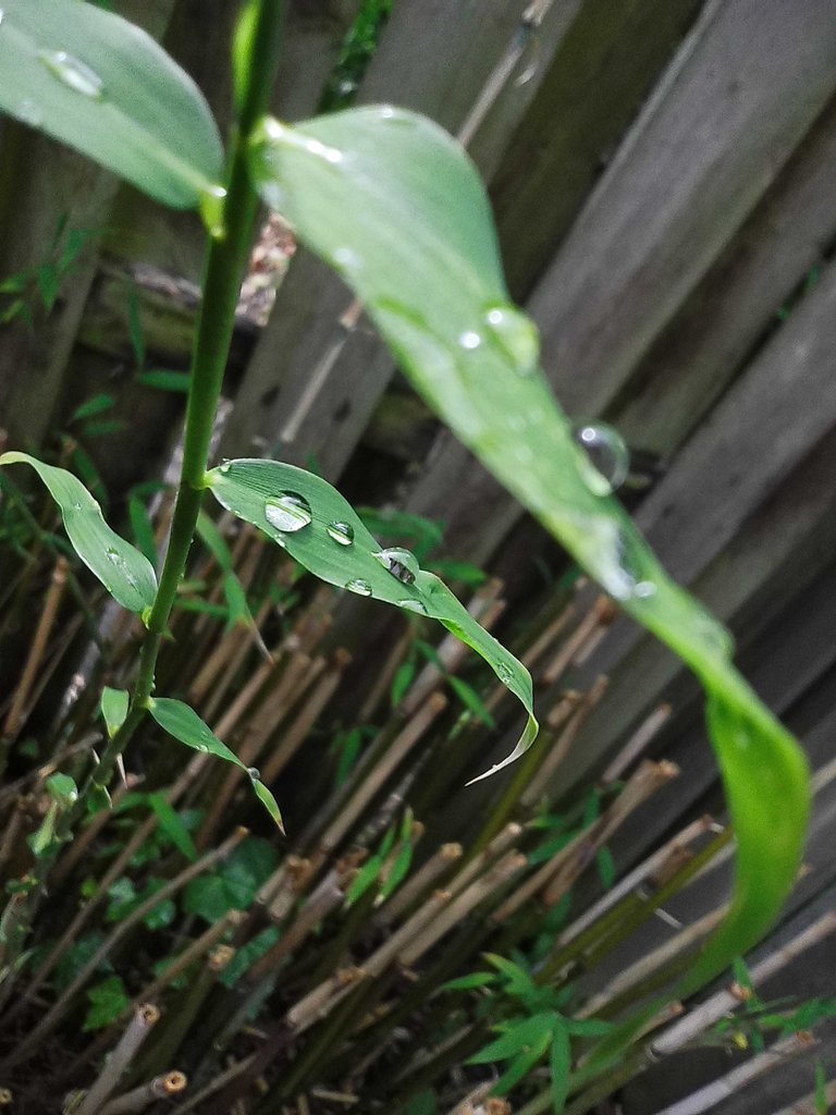 Some raindrops on the Bamboo we still have in the garden. 