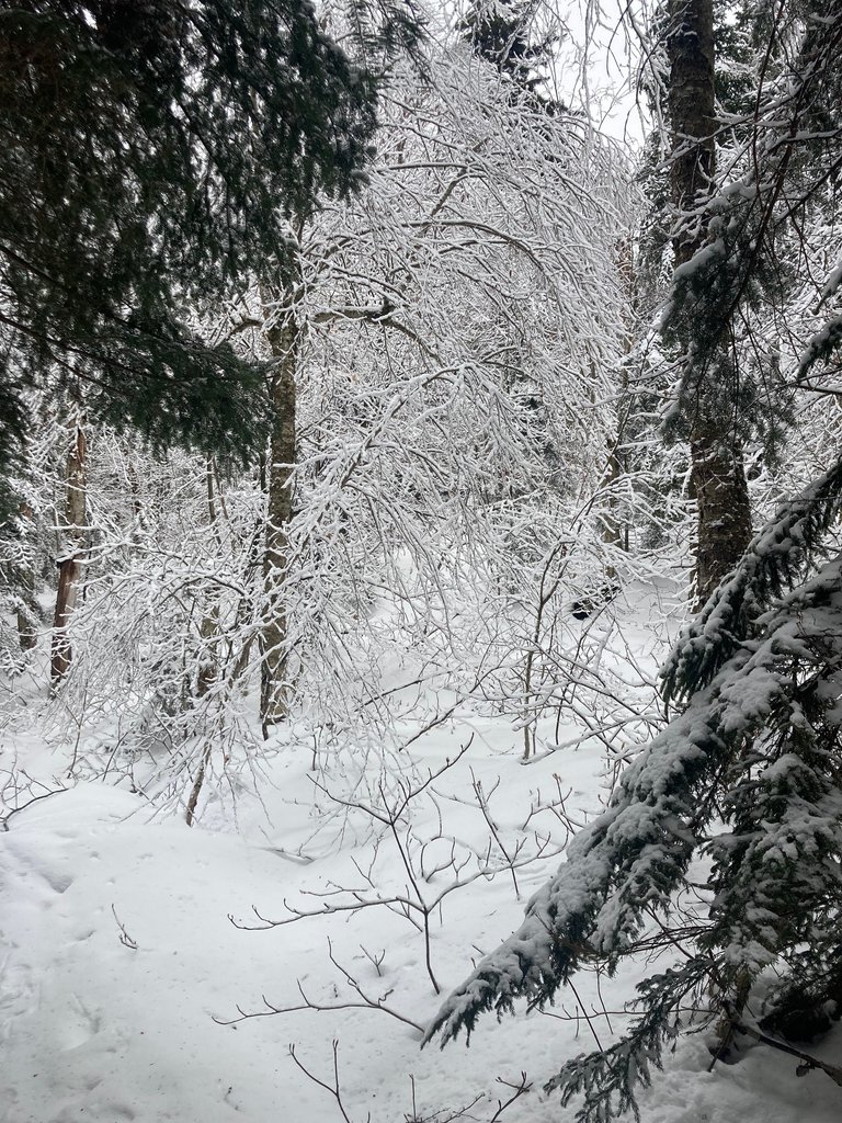 Snow covered