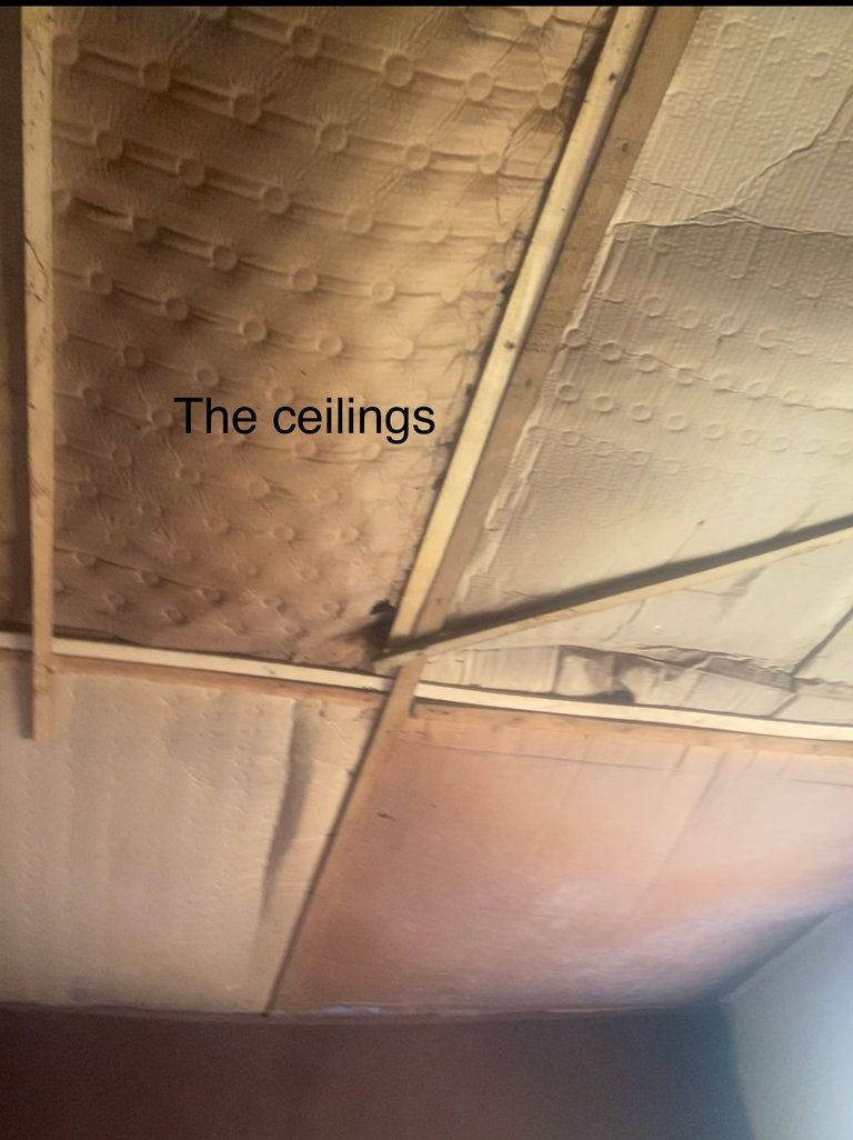 the ceilings of my one-room apartment
