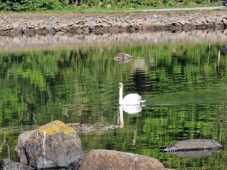 as luck would have it a swan happened to pass by. i presume it was checking us out to see if we were going to offer it some food. swans tend to hang around places where there is a decent  probability of people feeding them, and this rest area with picnic tables was a reasonable choice. the reflection of the swan looked nice but just as i was going to take a photo the reflection of its head crashed into a low lying rock 